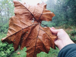 Leave the leaves Wildlife Habitat - Still a lot of purpose left (Photo by Erich Boenzli)