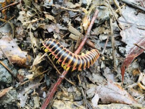 Leave the leaves Wildlife Habitat - Millipedes (Apheloria virginiensis) are great little composters (Photo by Erich Boenzli)