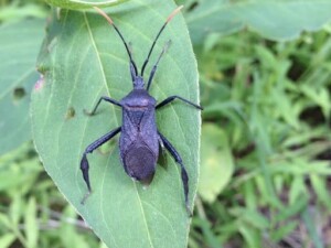 Leave the leaves Wildlife Habitat - Damsel Bug (Photo by Erich Boenzli)