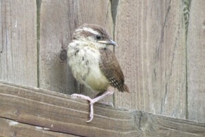 Leave the leaves Wildlife Habitat - Next year’s Carolina Wren (Thryothorus ludovicianus) fledgling (Photo by Erich Boenzli)