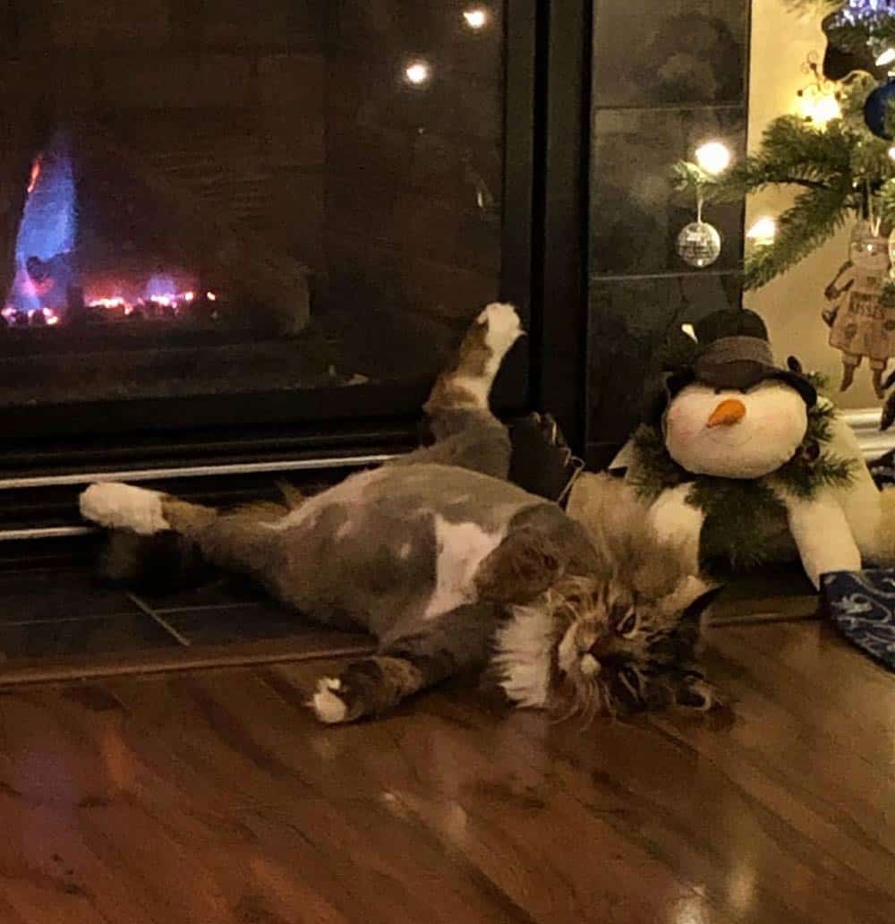 A cat relaxing in front of a wood stove.