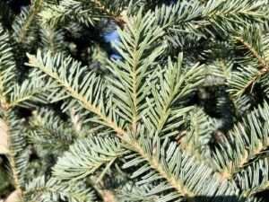 Tannenbaum - Douglas Fir is neither a fir, pine, nor spruce tree - it’s a false hemlock (Photo by Erich Boenzli)