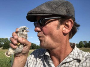 About Erich - American Kestrel baby (Falco sparverius) about to get banded