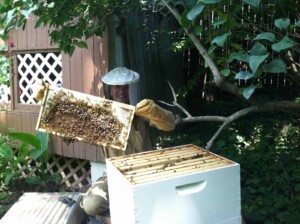 About Erich - Backyard beekeeping at home