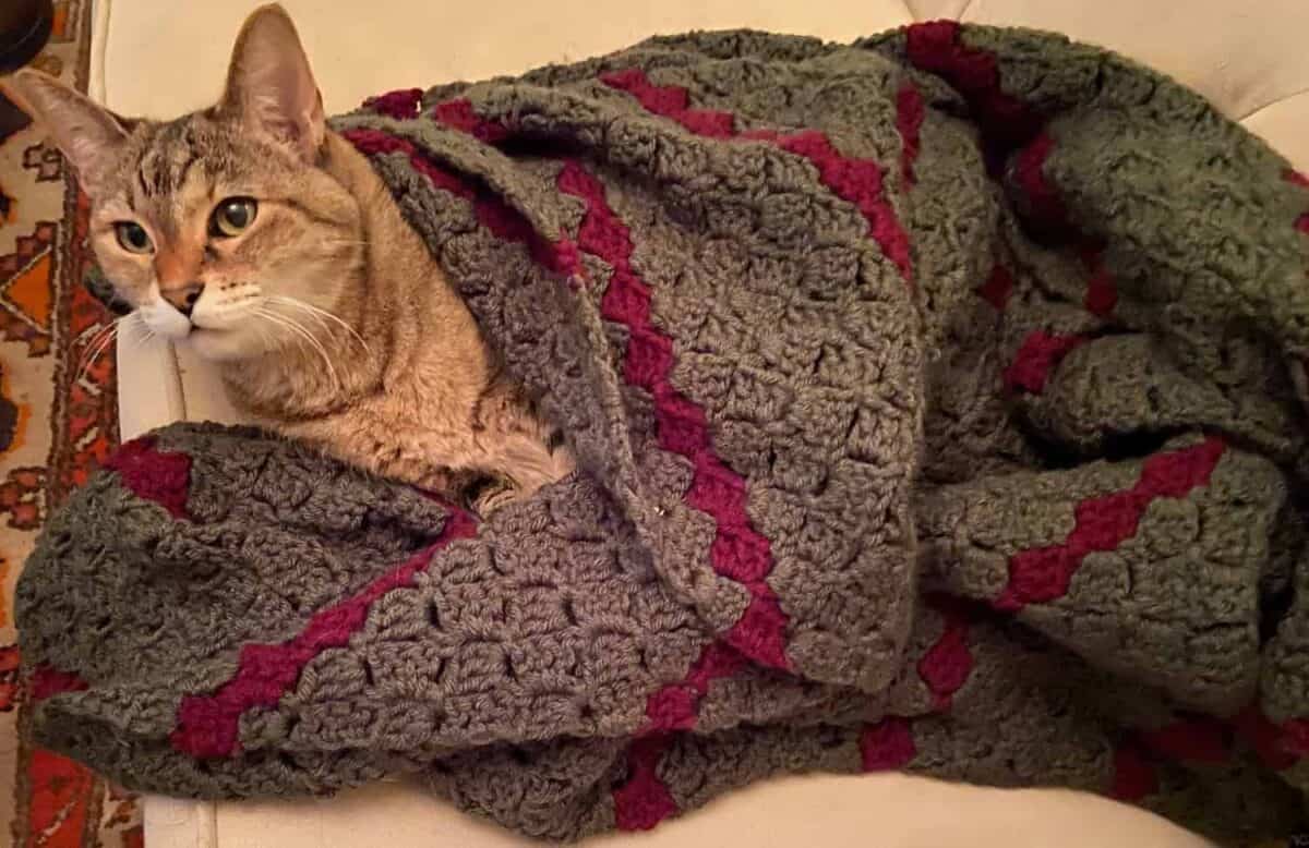 Pearly cat wrapped up in a C2C blanket.