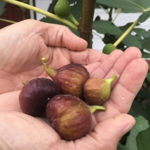 Perennial Vegetables - A few figs from our tree (Photo by Viana Boenzli)