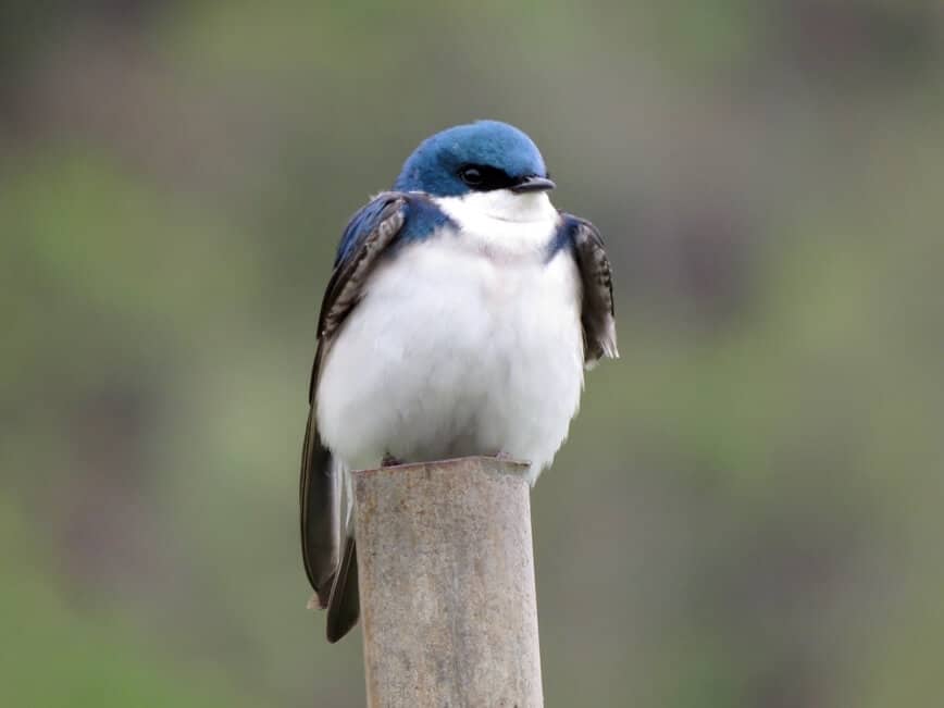 Nesting box - Tree swallow (Tachycineta bicolor).