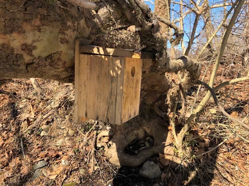 Prothonotary warbler (Protonotaria citrea) nesting box.