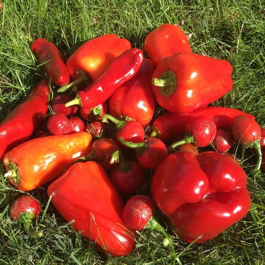 Garden Vegetables - One-day harvest of our bell peppers (Photo by Viana Boenzli)