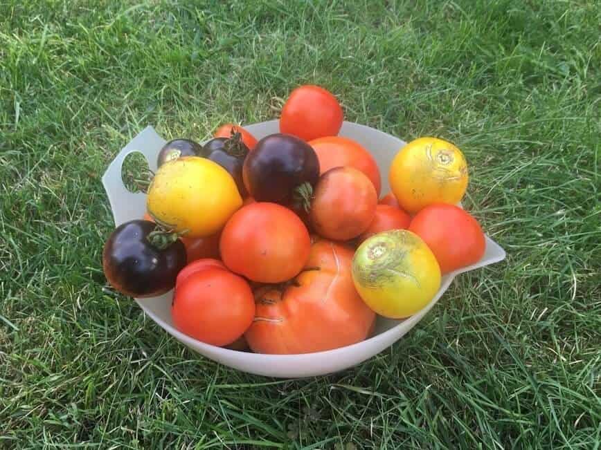 One-day garden harvest of our tomatoes (Photo by Viana Boenzli)