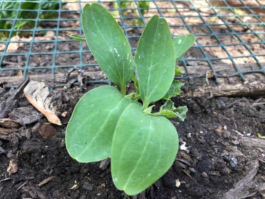 Baby cucumber plant (Photo by Erich Boenzli)