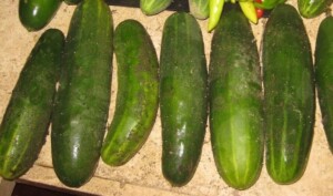 Garden Vegetables - One day harvest of our cucumbers (Photo by Viana Boenzli)