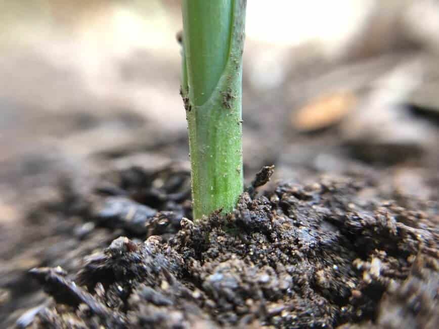 Garden Vegetables - Baby leek plant (Photo by Erich Boenzli)