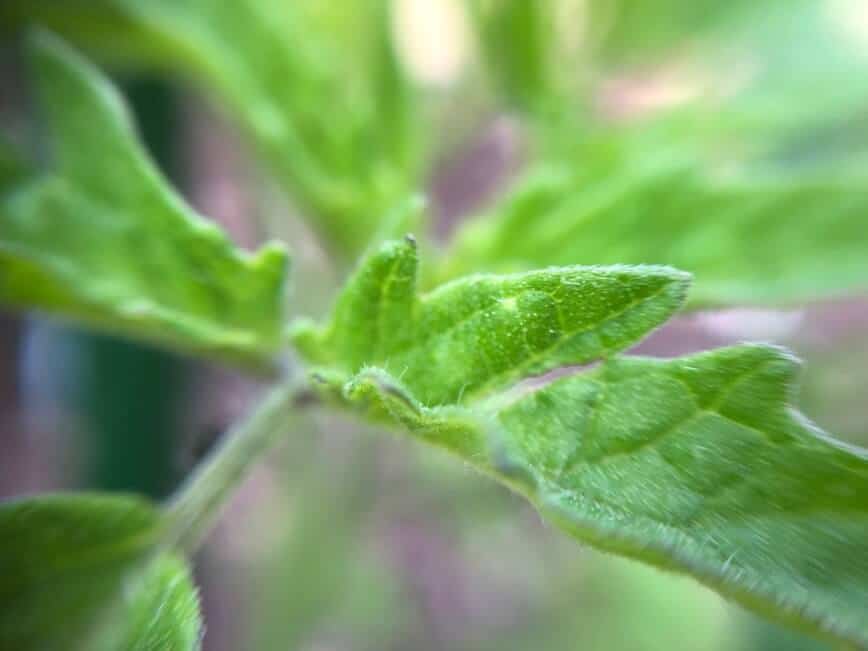 Garden Vegetables - Young tomato plant leaves (Photo by Erich Boenzli)