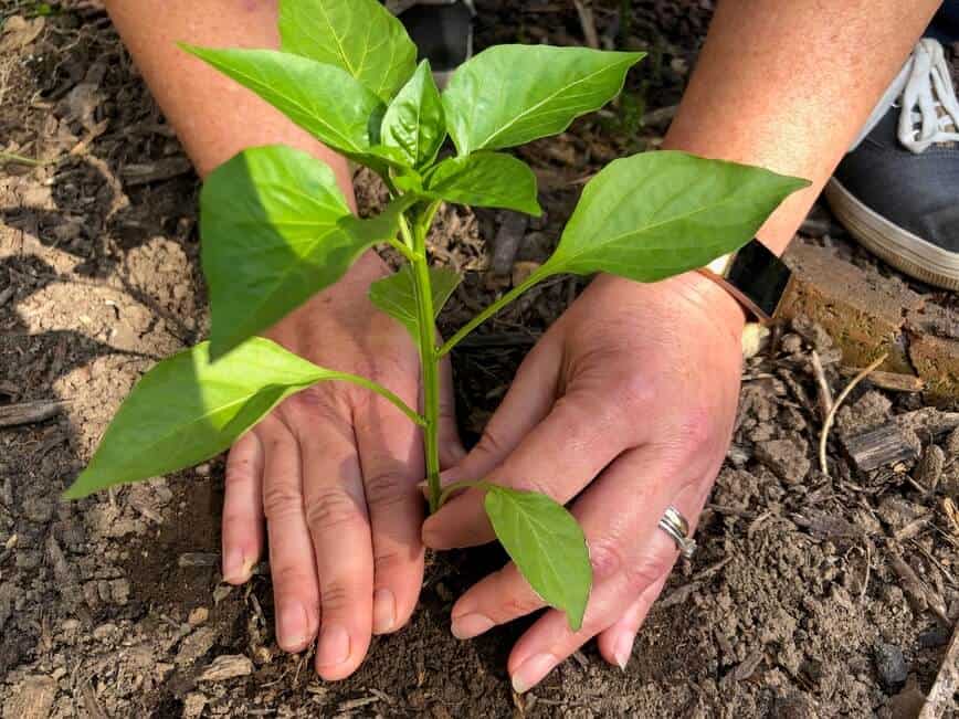 Garden Vegetables - Planting a bell pepper plant (Photo by Erich Boenzli)