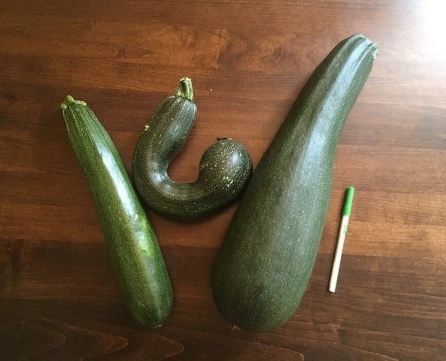 Garden Vegetables - A few of our zucchini (pen for size reference) - (Photo by Viana Boenzli)