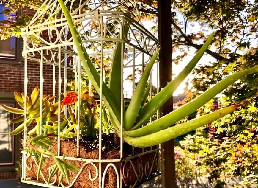 The Rainforest Garden: DIY Hanging Birdcage Planter