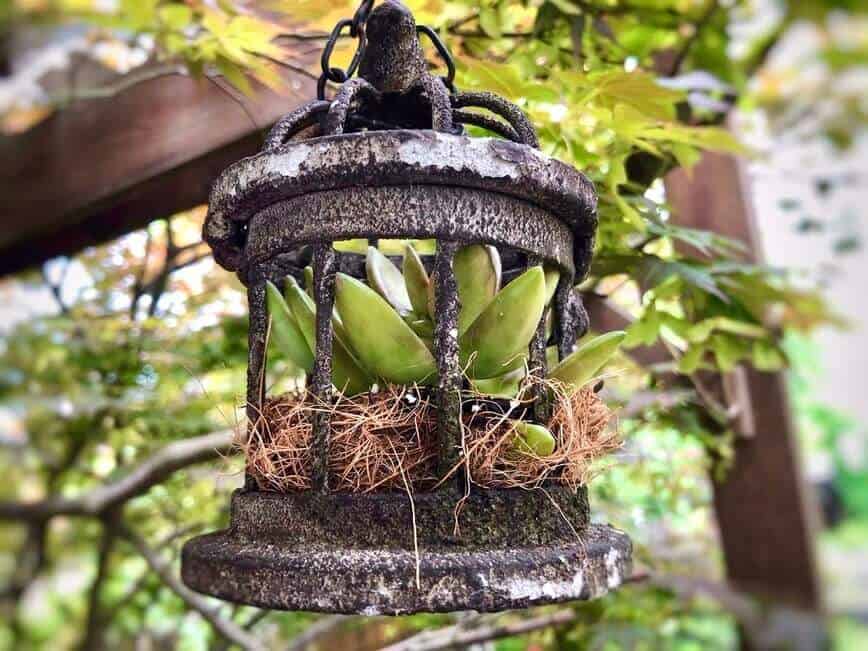 One succulent inside a tiny cage.