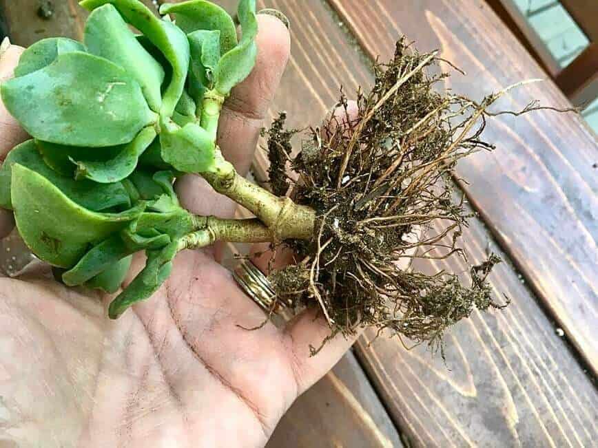 Most of the soil removed from plant roots.