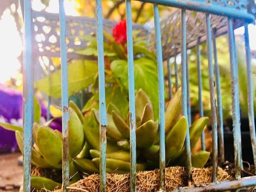Birdcage Planter - Placing plants inside birdcage (Photo by Viana Boenzli)