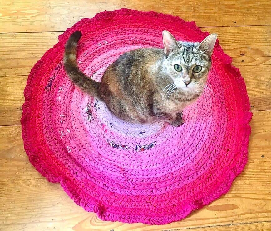 Our Pearly cat sitting on the rug.