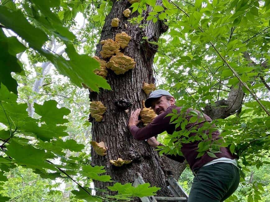 Chicken of the woods - Got lucky early this year 😃 (Photo by Dave Brandes)