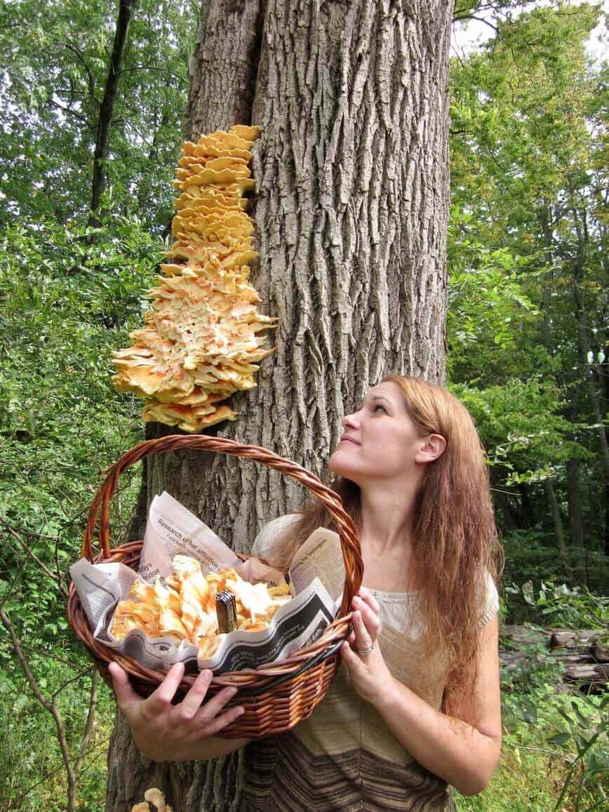 Chicken of the woods - A nice find a few years back (Photo by Erich Boenzli)