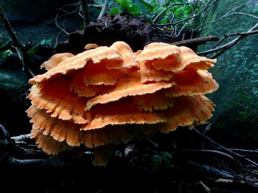 Chicken of the woods - I found this one in a dense, dark forest (Photo by Erich Boenzli)