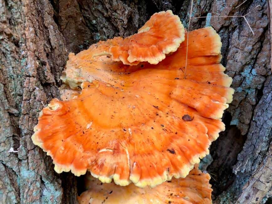 Chicken of the woods (Laetiporus sulphureus) aka Sulphur Shelf (Photo by Erich Boenzli)