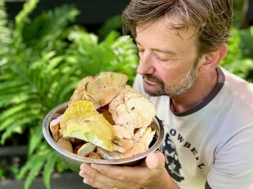 Chicken of the woods - Oh, did I mention that they smell just like chicken (Photo by Viana Boenzli)