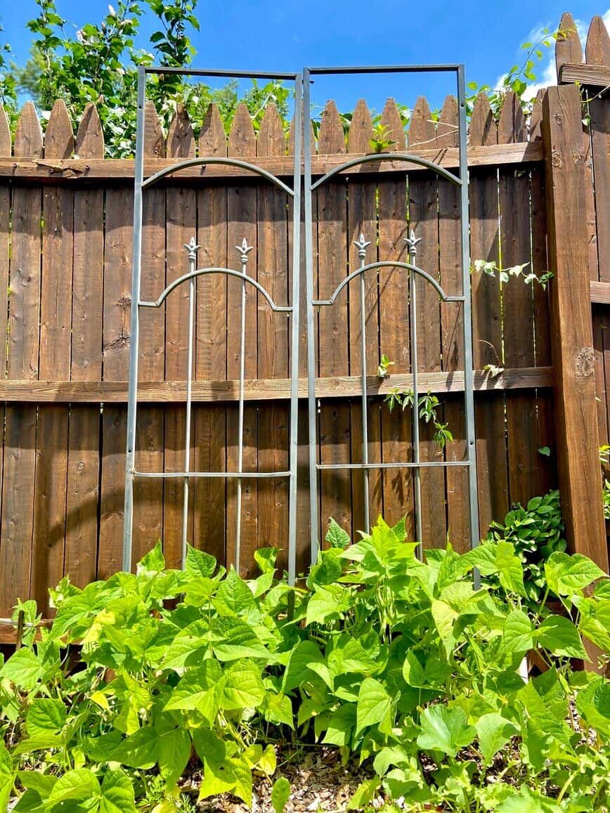 Metal garden trellis in front of a fence.