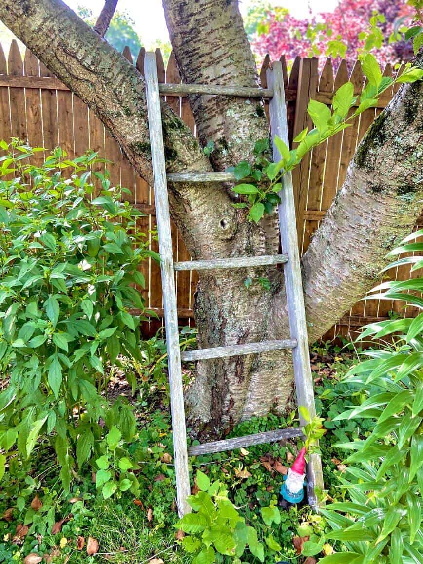 Old wooden ladder propped against a tree.