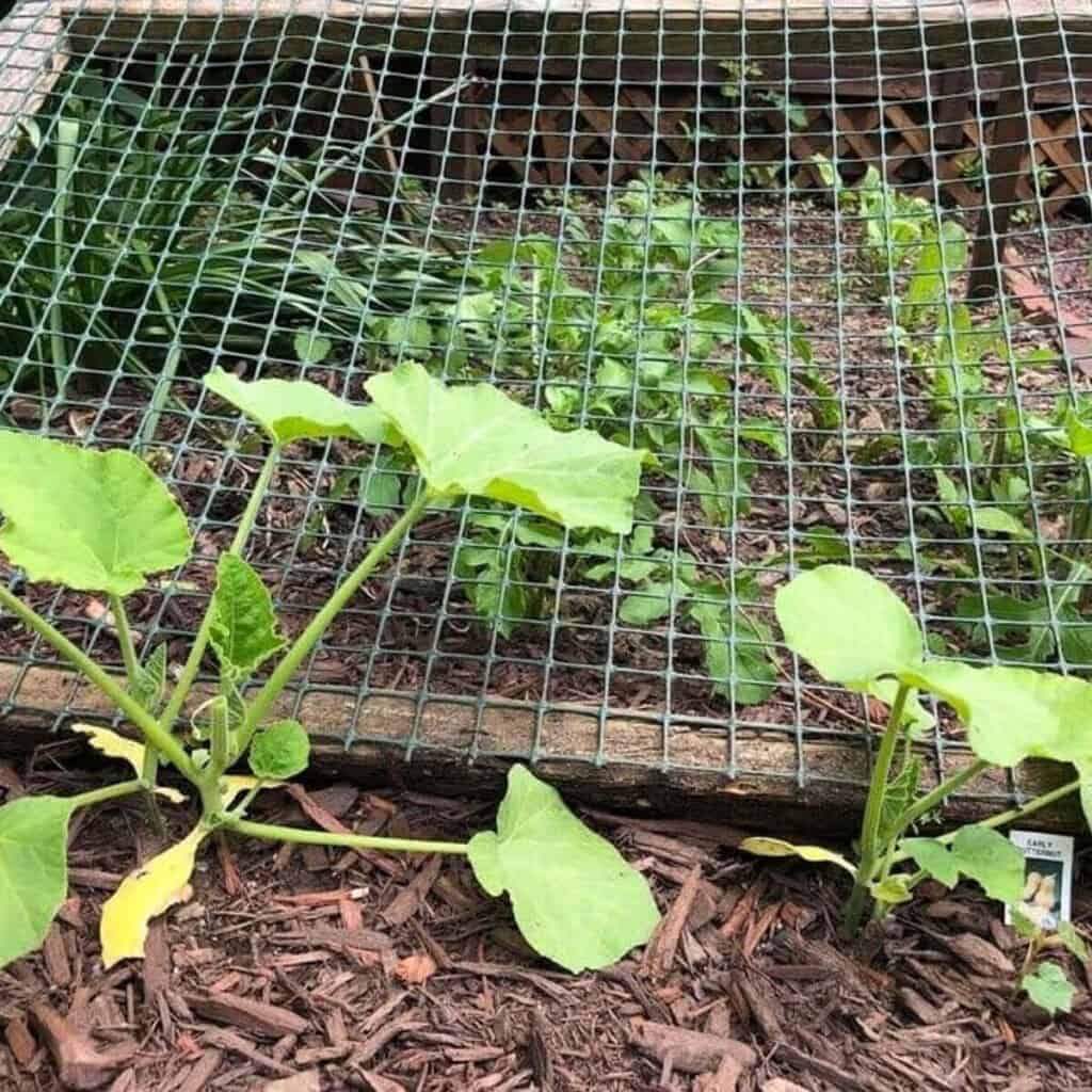 Succulent Birdcage Planters (in just 4 easy steps!) Maplewood Road