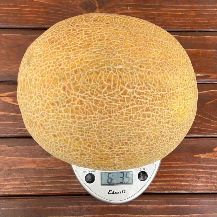 A ripe cantaloupe from our garden, on a scale, weighing over 6 pounds!