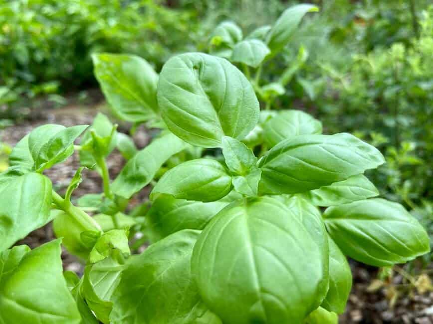 My Genovese basil in the garden.