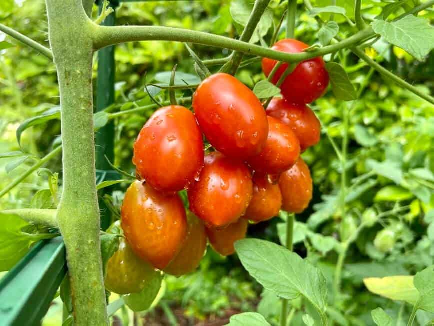 Ripe tomatoes still on the vine in the garden, with water droplets on them.