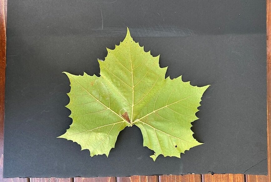 Fall Leaf Aluminum Foil Craft (Photo by Viana Boenzli)