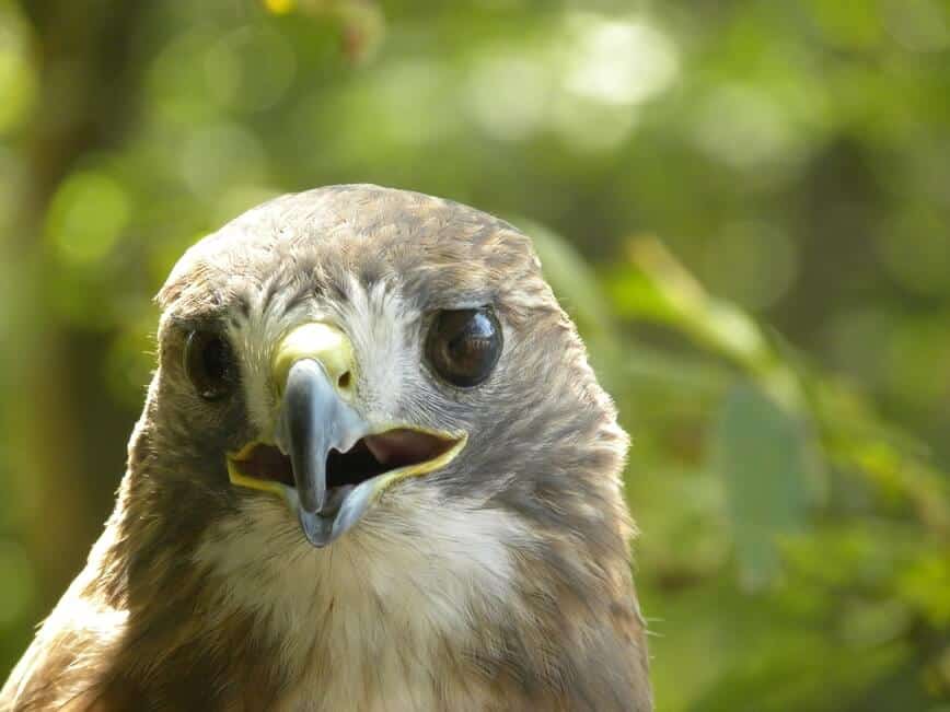 Raptors Migration - What’s my name? (Photo by Erich Boenzli)