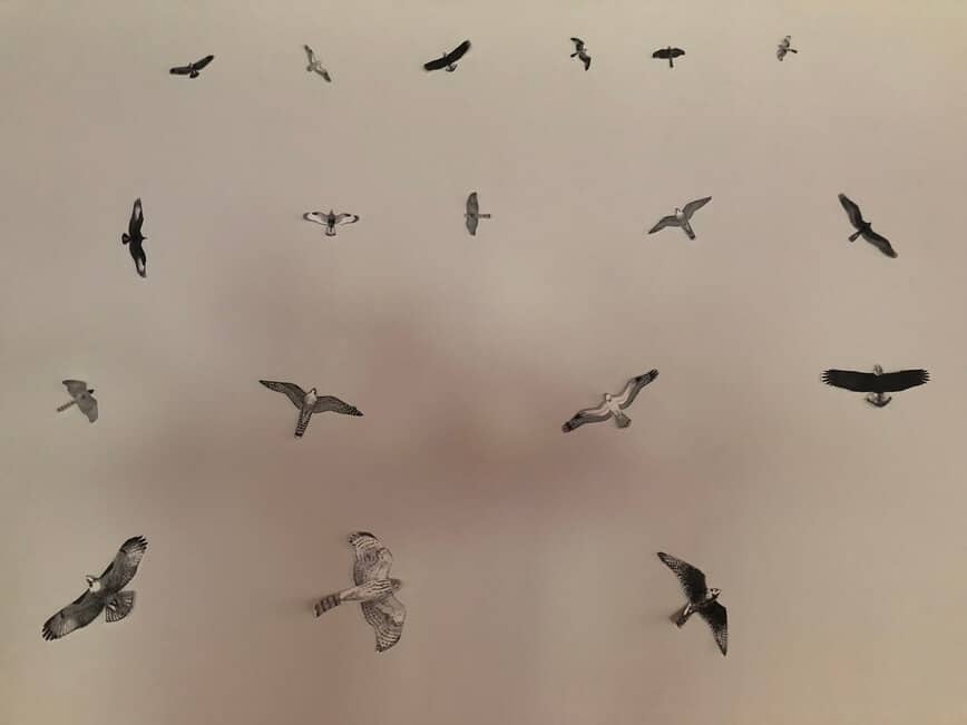 Raptors Migration - Learn your silhouettes