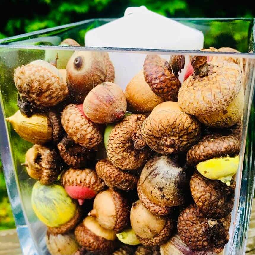 Candle holder filled with painted acorns.