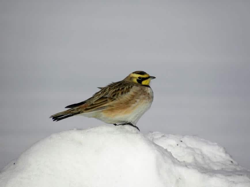 Do squirrels hibernate - Horned Lark (Eremophila alpestris) looking for food (Photo by Erich Boenzli)