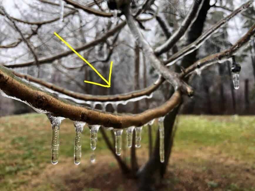 Do squirrels hibernate - Branch that had a Ruby-crowned Kinglet on it less than a second ago 😂 (Photo by Erich Boenzli)