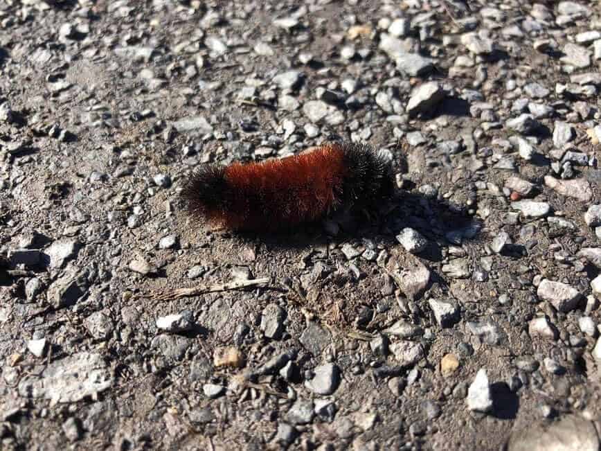 Do squirrels hibernate - Woolly bear caterpillar (Pyrrharctia isabella) getting ready for winter (Photo by Erich Boenzli)