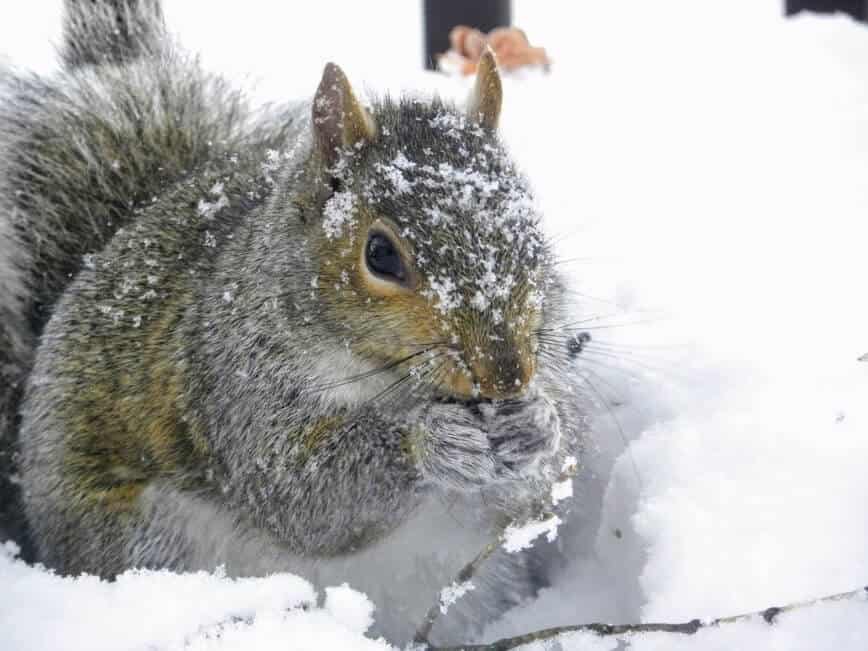 Do squirrels hibernate - Eastern Gray Squirrel (Sciurus carolinensis) digging up cached food (Photo by Erich Boenzli)