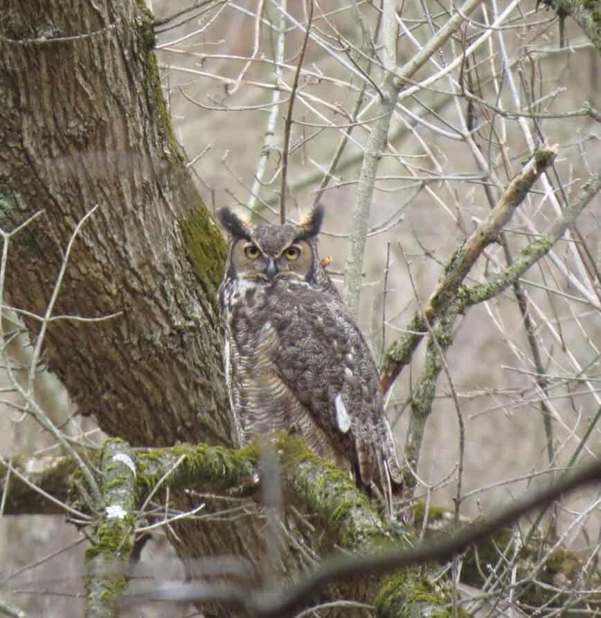 Great Horned Owl (Bubo virginianus) - (Photo by Erich Boenzli)