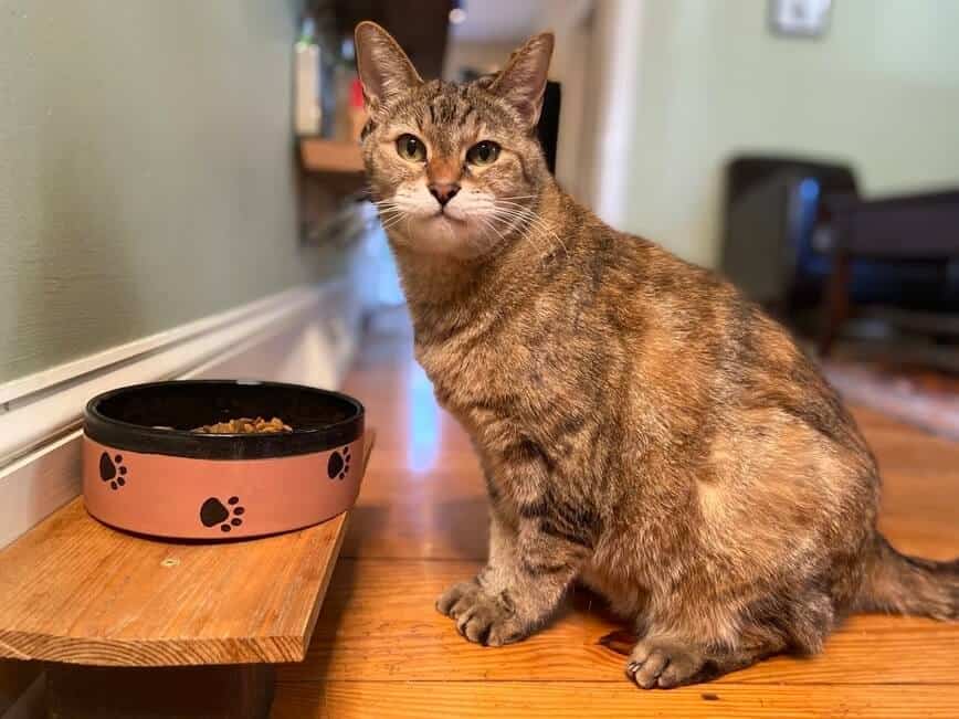 Elevated cat shop food platform