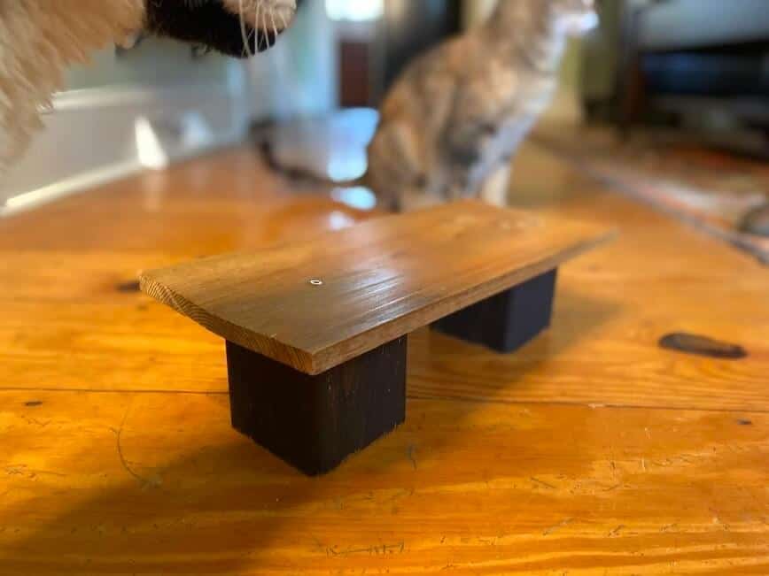 Table on floor, with both cats nearby.