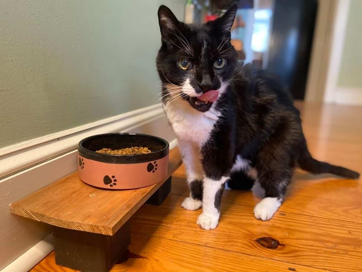 High cat feeding outlet station