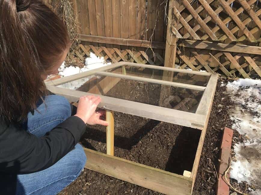 Propping open the cold frame.