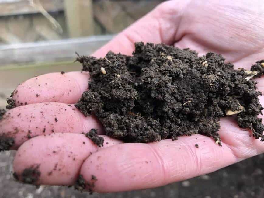 How to grow salad greens - Our compost for gardening, aka "black gold" (Photo by Erich Boenzli)